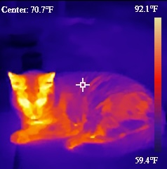 thermal camera photos of Roxy, May 2025