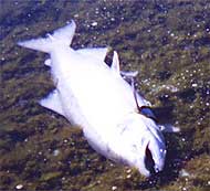 dead salmon: fish kill 2002