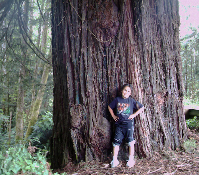 Redwood near old bridge