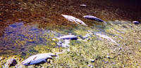 dead salmon at Klamath Glen