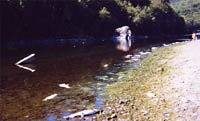 dead salmon at Klamath Glen