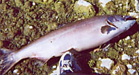 dead salmon at Klamath Glen