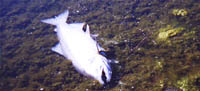 dead salmon at Klamath Glen