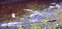 dead salmon at Klamath Glen